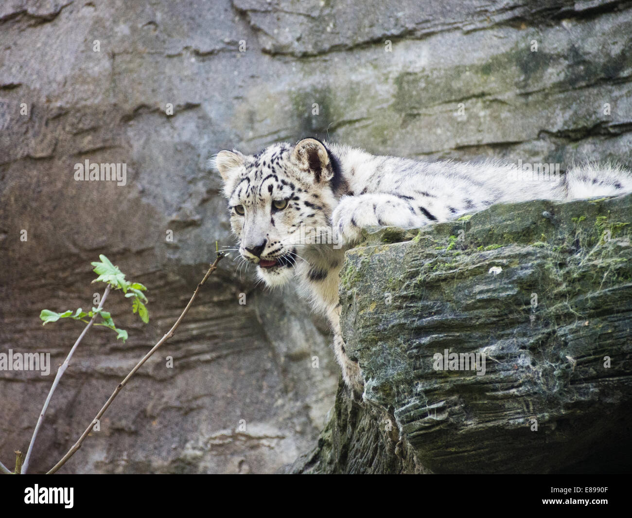 Schöne snow leopard Cub suchen interessiert Stockfoto