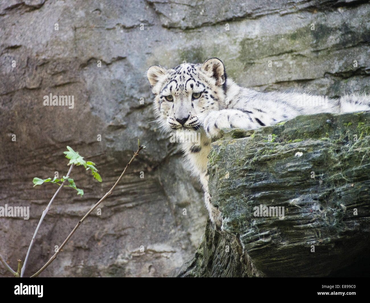 Schöne snow leopard Cub suchen interessiert Stockfoto