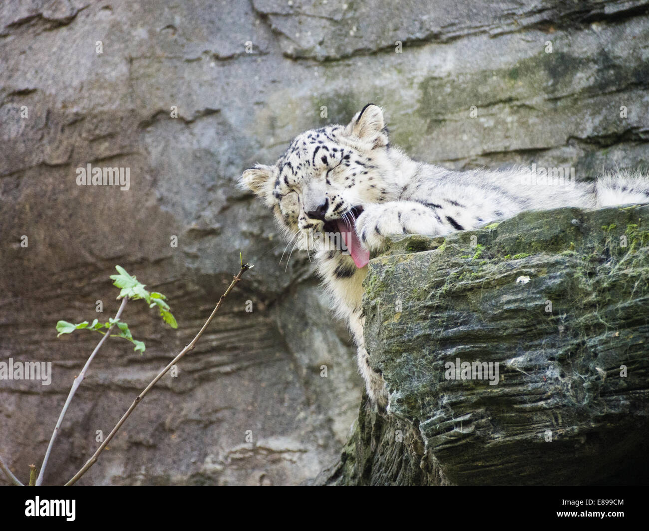 Schöne snow leopard Cub gähnen Stockfoto