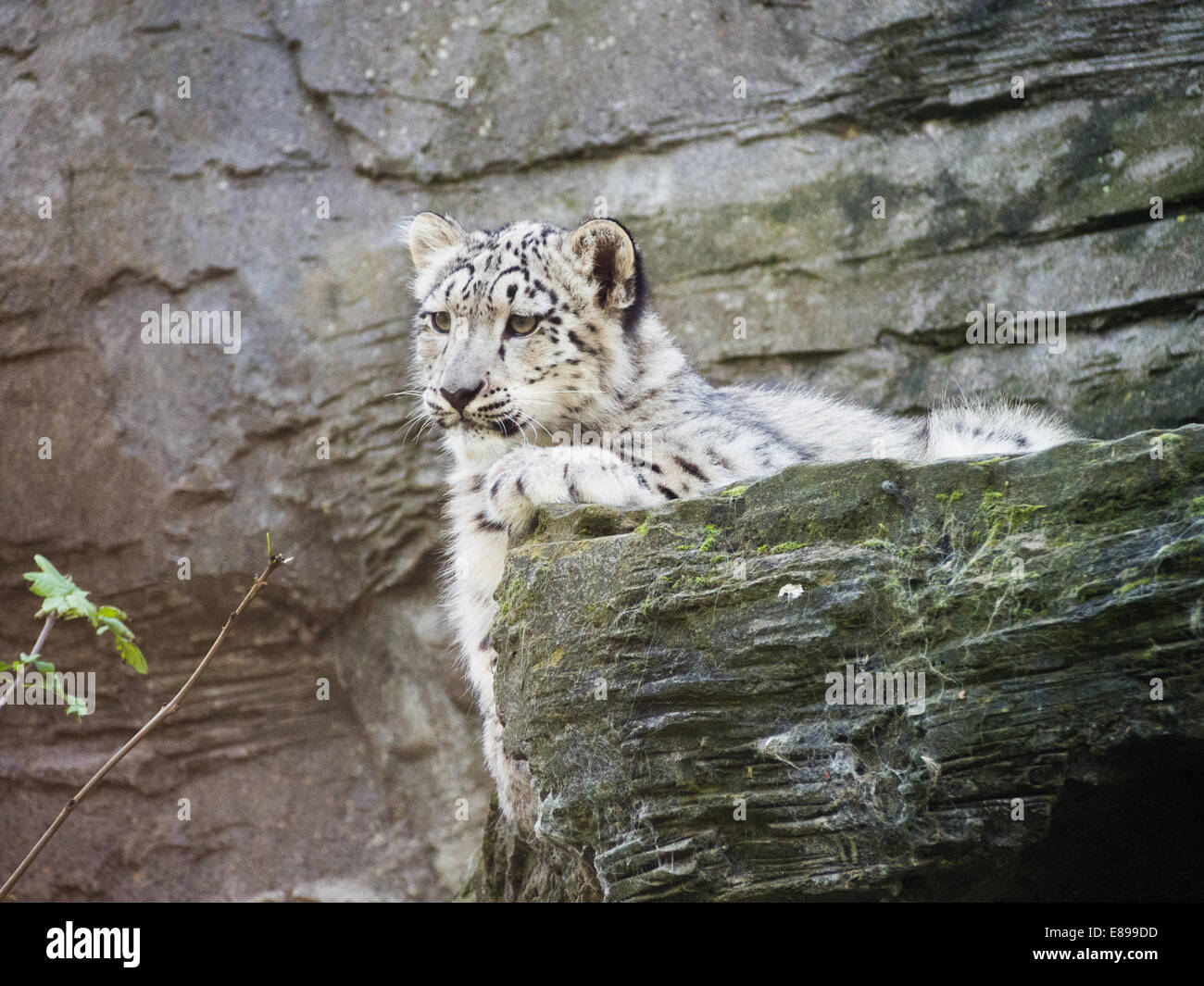 Schöne snow leopard Cub auf Leiste auf Blatt Stockfoto