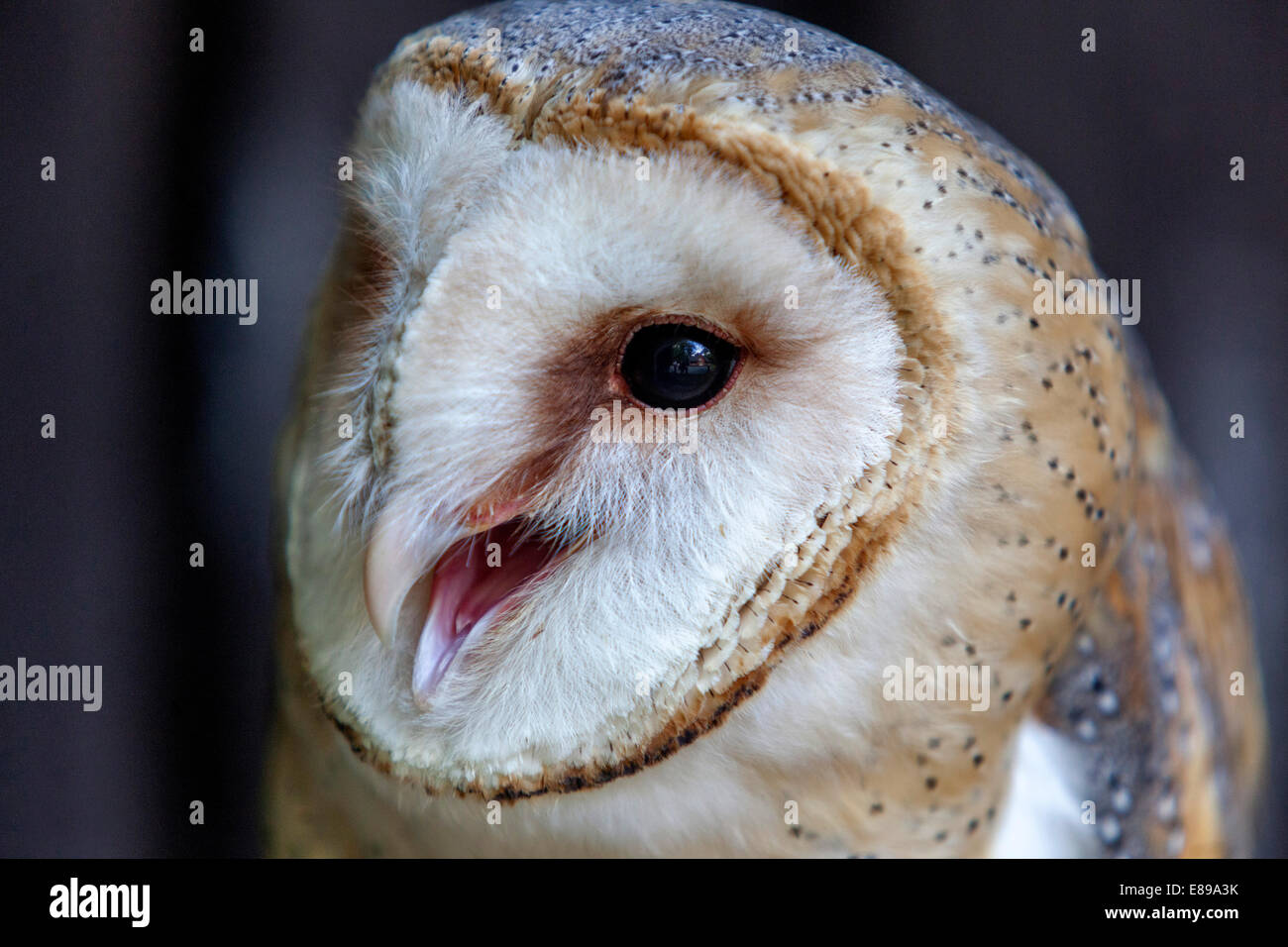 Scheune Eule Gesichtsmaske Tyto alba Nahaufnahme Stockfoto