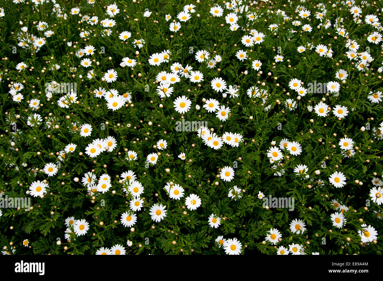 Daisy Blume im Feld Stockfoto