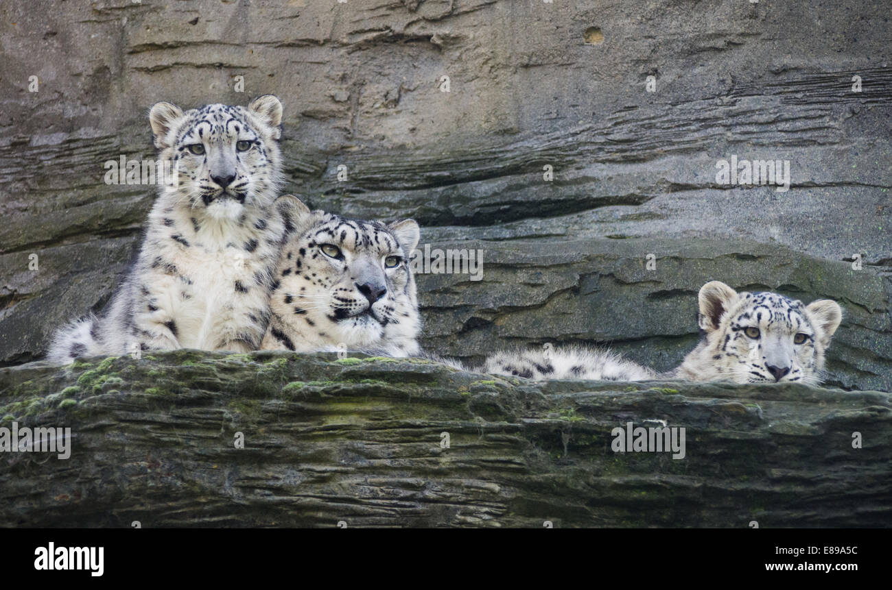 Schneeleoparden, Mutter und zwei Jungen auf Leiste Stockfoto