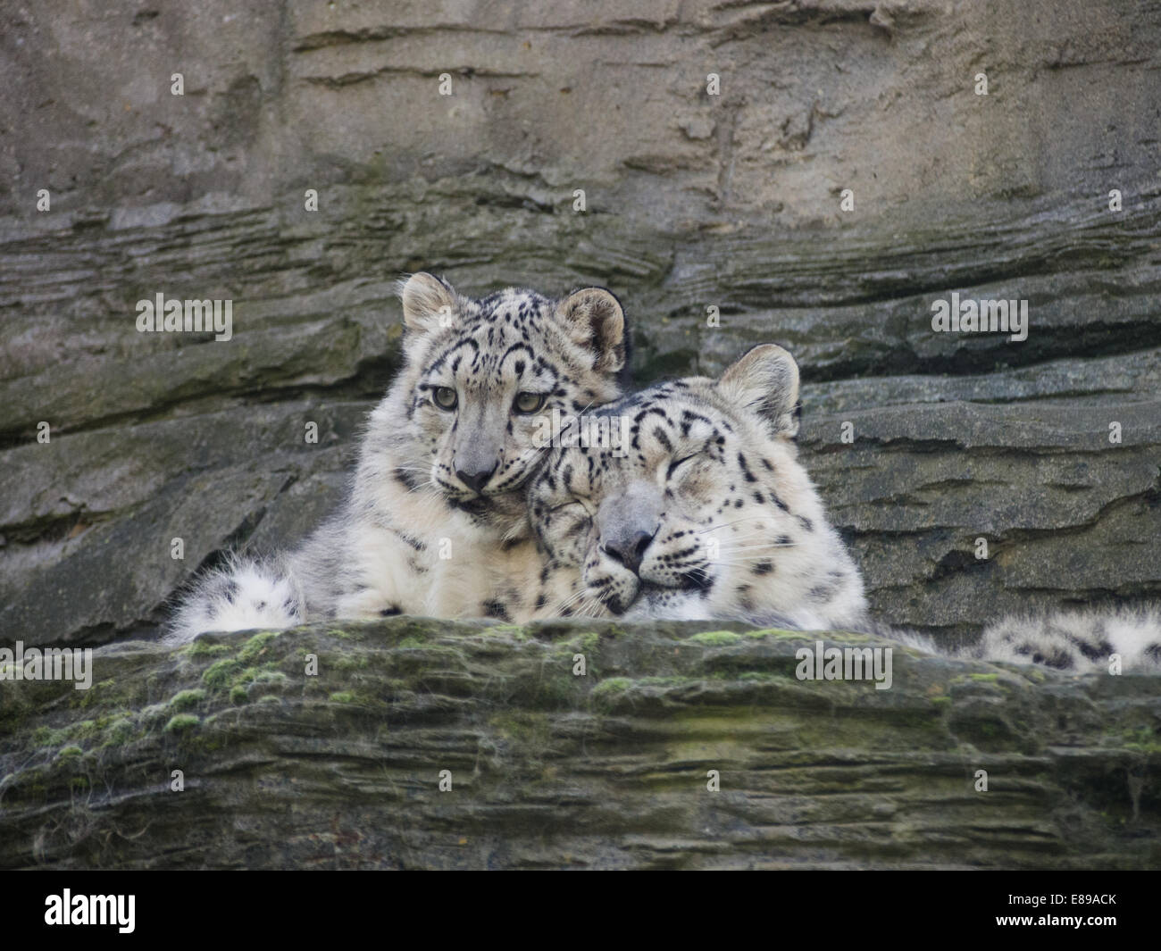 Schneeleoparden, Mutter und Jungtier auf Sims. Cub kauen Mütter Ohr. Stockfoto