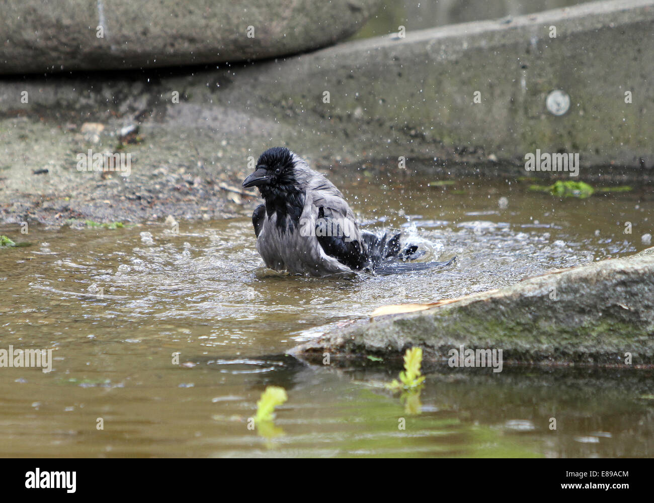 Berlin, Deutschland, Nebelkraehe Baden in einer Pfütze Stockfoto