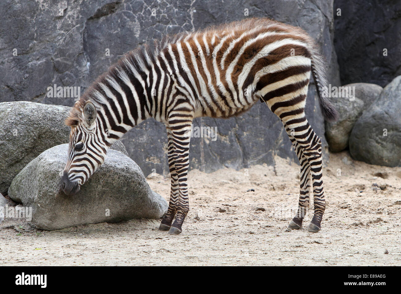 Hamburg, Deutschland, Böhm Zebra Fohlen Stockfoto