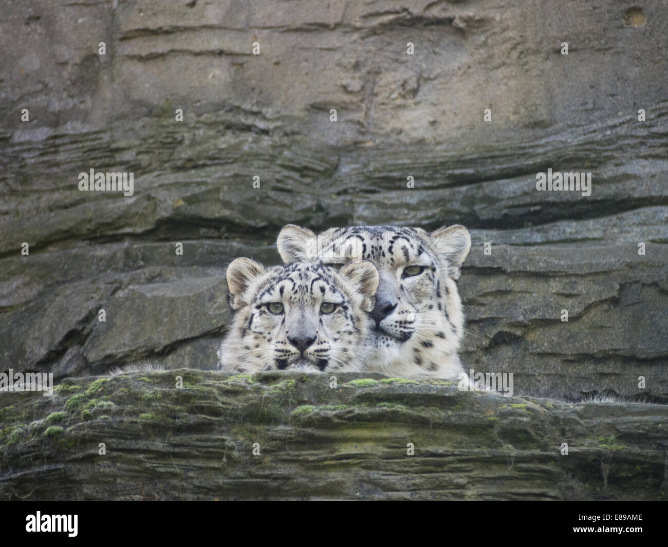 Schneeleoparden, Mutter und Jungtier auf Sims. Cub vor der Mutter. Stockfoto