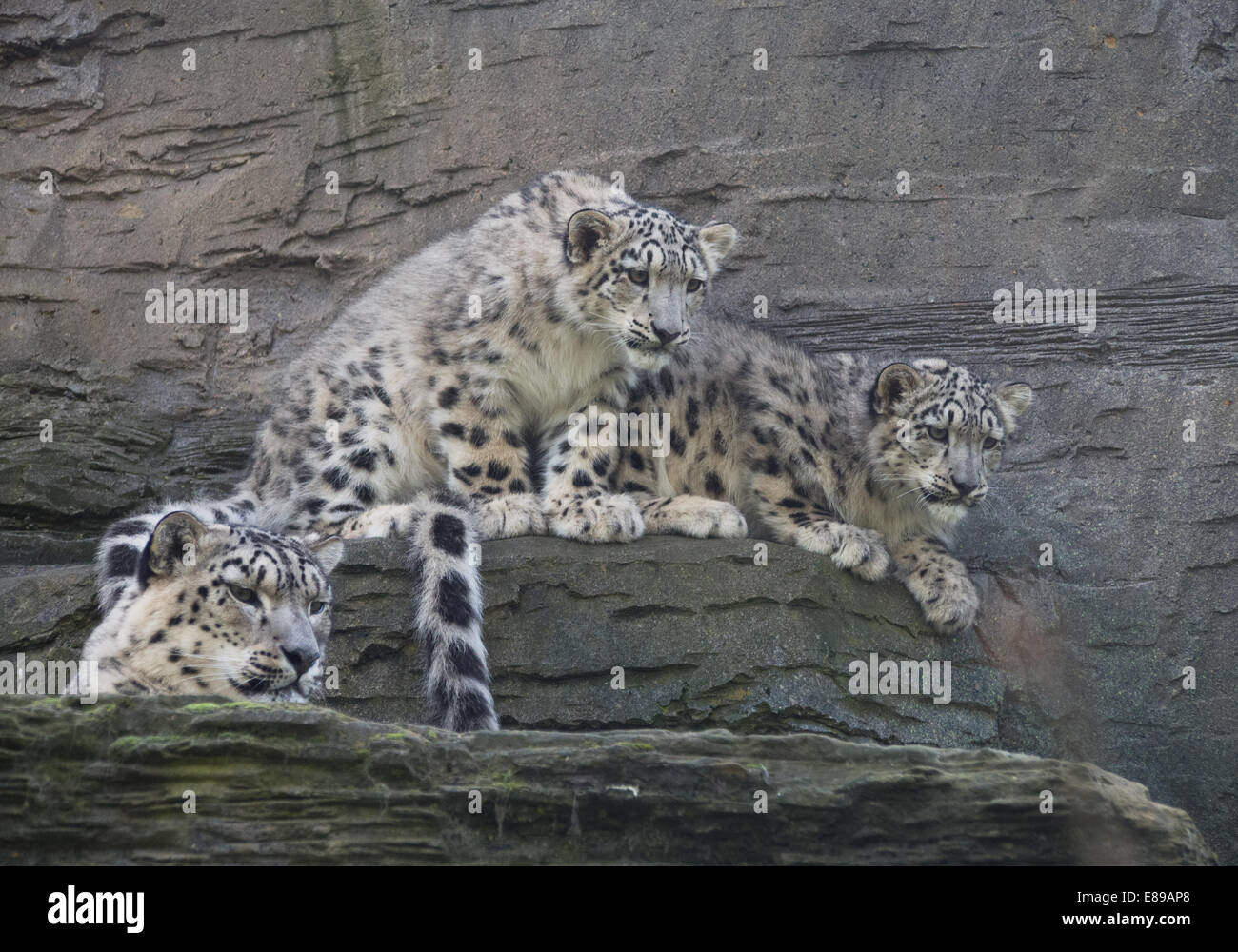Schneeleoparden, Mutter und zwei Jungen auf Leiste Stockfoto