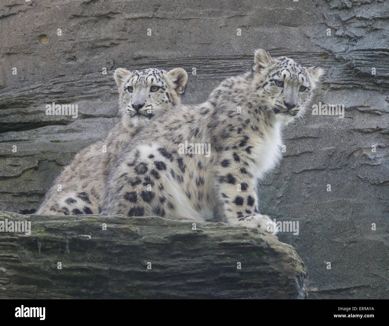 Zwei snow leopard Cubs auf Leiste Stockfoto