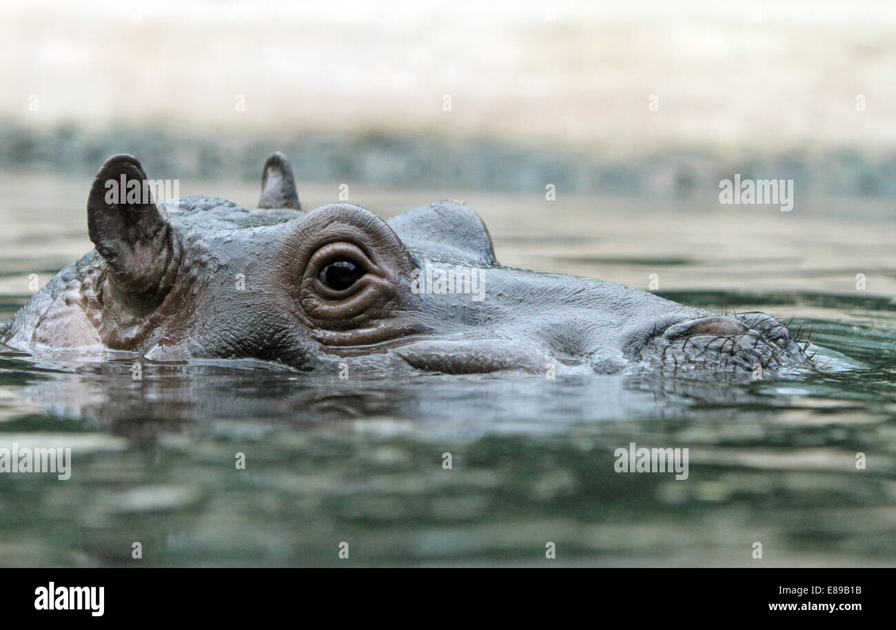 Hamburg, Deutschland, Nilpferd im Wasser Stockfoto