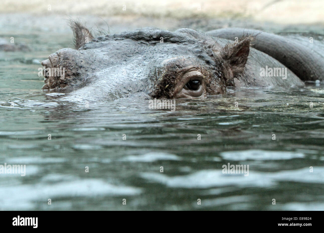 Hamburg, Deutschland, Nilpferd im Wasser Stockfoto