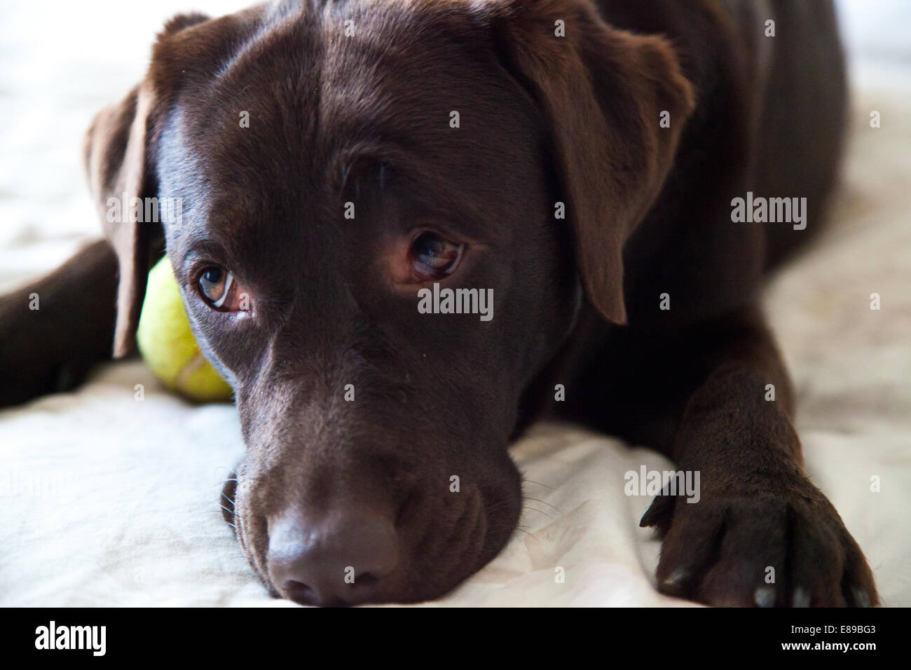 Chocolate Labrador Retriever Erwachsene Hündin Porträt Stockfoto
