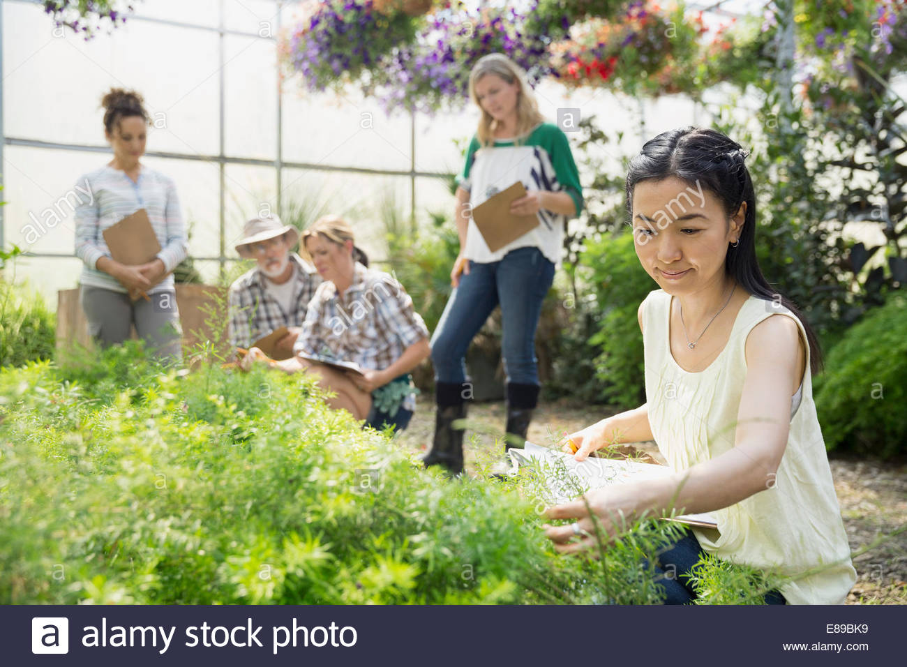 Arbeitnehmer, die Untersuchung von Pflanzen im Gewächshaus ...