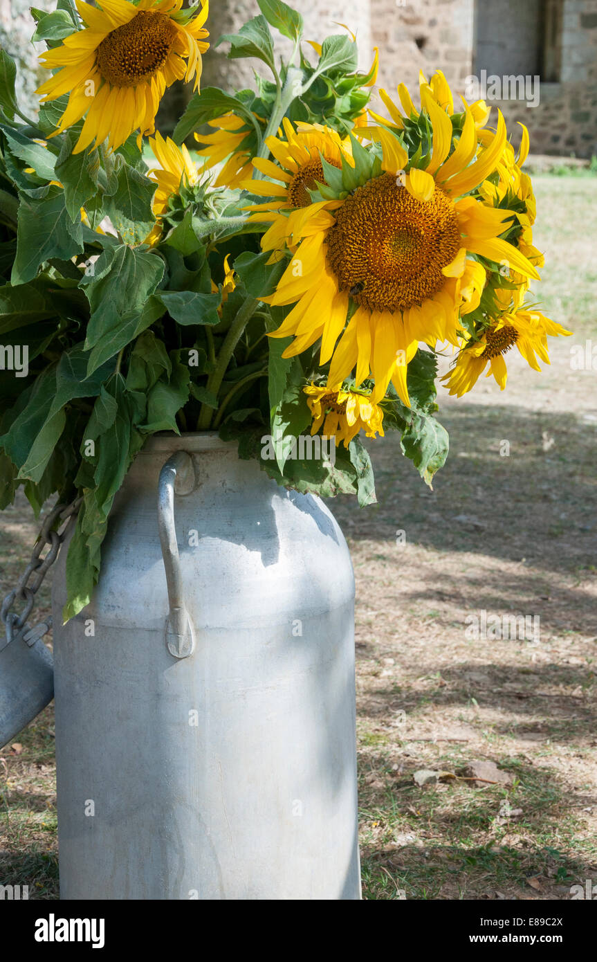 Sonnenblumen in eine alte Milch produzieren, Pouzauges, Vendee, Frankreich Stockfoto