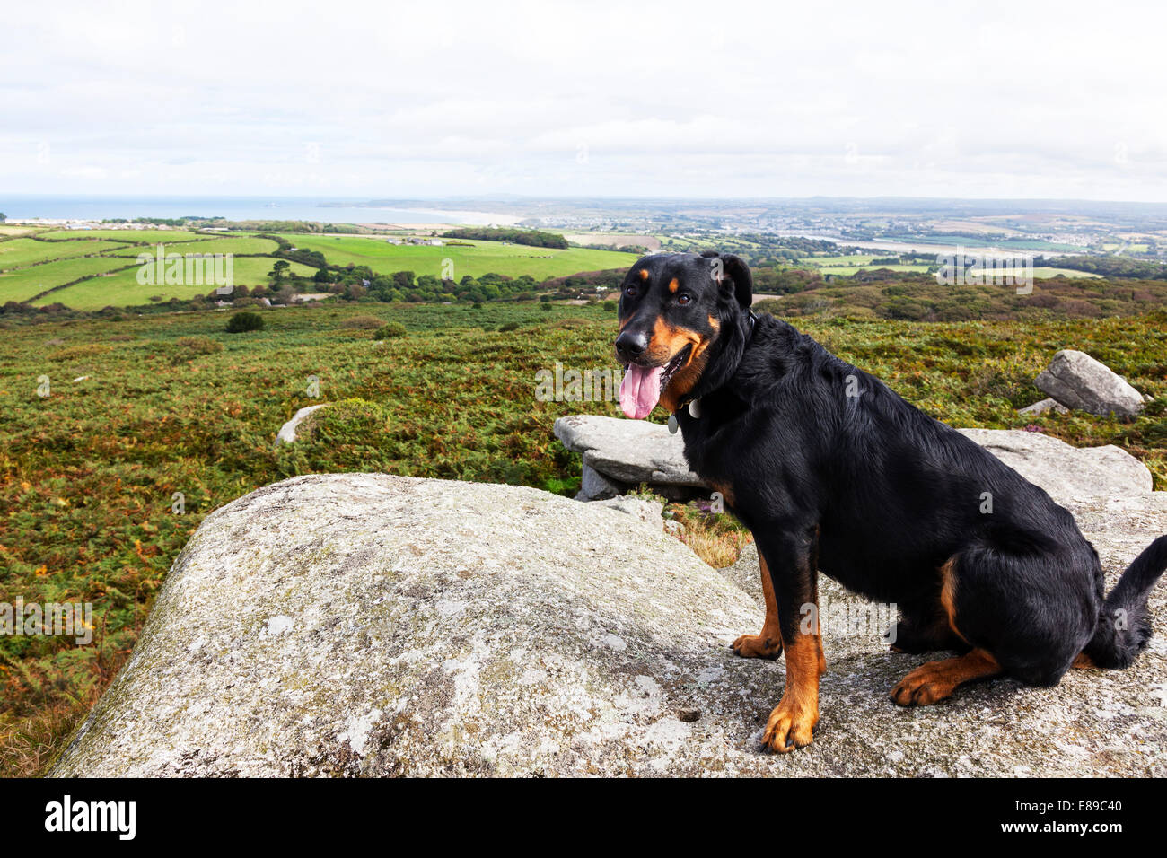 Beauceron Französisch Hund Hunde Haustier Wachhunde saß auf Fels Stein schwarz und braun schöne Aussicht Landschaft Stockfoto