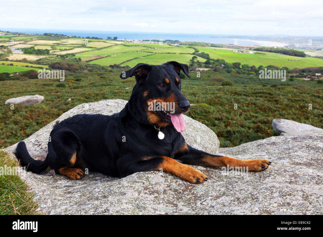 Beauceron Französisch Hund Hunde Haustier Wachhunde saß auf Fels Stein schwarz und braun schöne Aussicht Landschaft Stockfoto