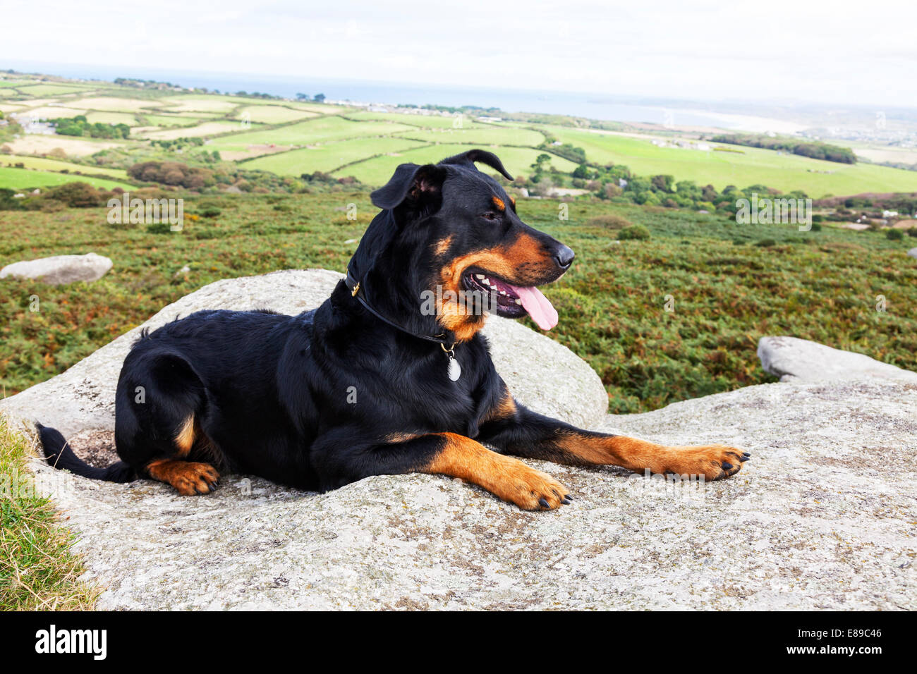 Beauceron Französisch Hund Hunde Haustier Wachhunde saß auf Fels Stein schwarz und braun schöne Aussicht Landschaft Stockfoto