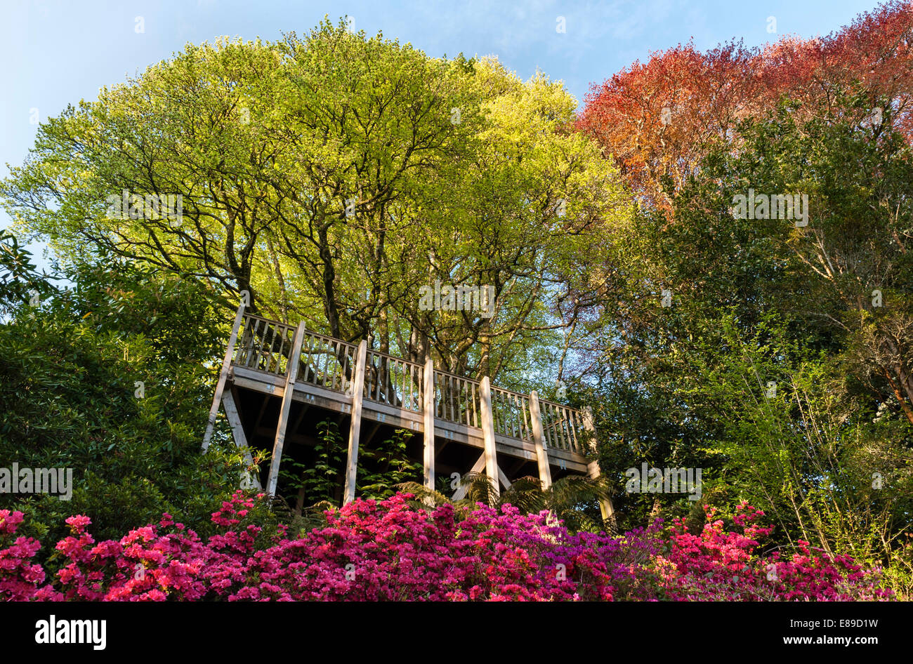 Die einst berühmten Gärten des Trevarno Estate, Helston, Cornwall, befinden sich nun in Privatbesitz und sind für die Öffentlichkeit geschlossen. Die Aussichtsplattform im Frühling Stockfoto