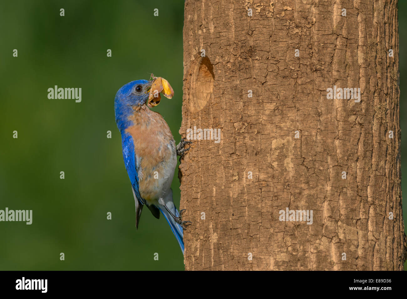 Männliche Eastern Bluebird (Sialia sialis) mit Skipper Schmetterling am Baum Nest gegen eine saubere Grün aus Fokus Hintergrund. Diese östliche Bluebird beschäftigt dieser Frühling gebracht, alle Arten von verschiedenen Insekten seine Küken im Nest zu füttern. Stockfoto