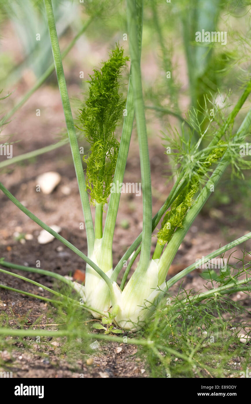 Foeniculum Vulgare. Fenchel 'Orion' in ein Gemüse Garten wachsen. Stockfoto