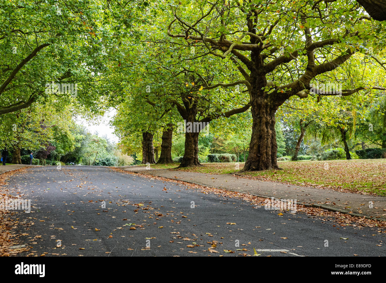 Herbst in Finsbury Park London England Vereinigtes Königreich Großbritannien Stockfoto