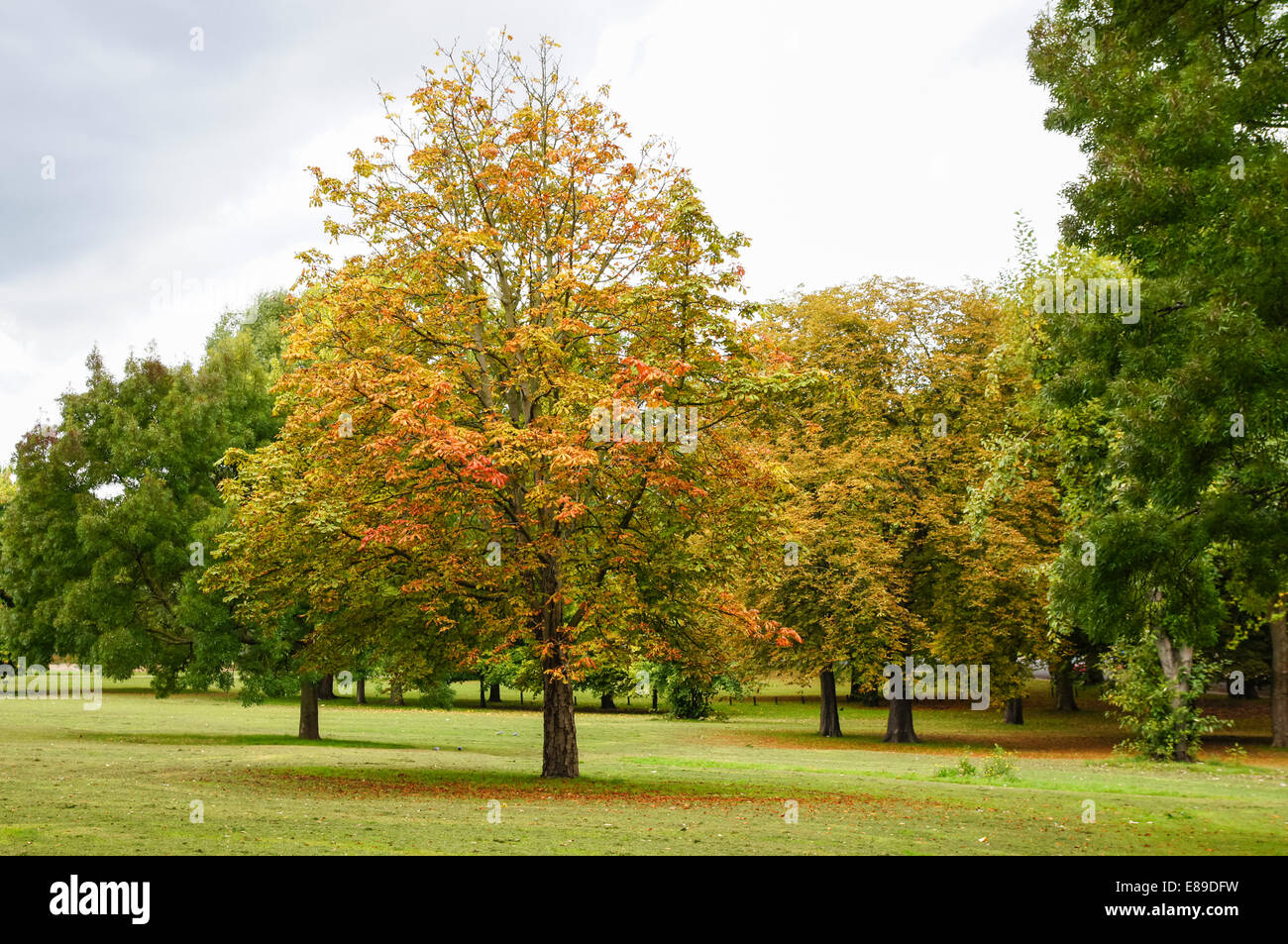 Rosskastanie Conker Baum in Finsbury Park London England Vereinigtes Königreich Großbritannien Stockfoto