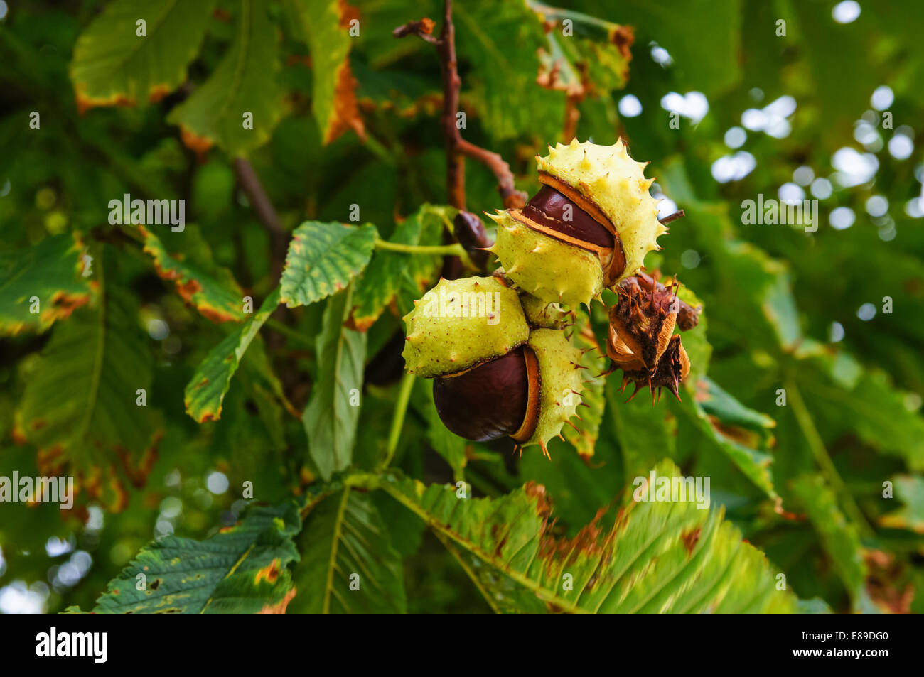 Conkers an einem Kastanienbaum Stockfoto