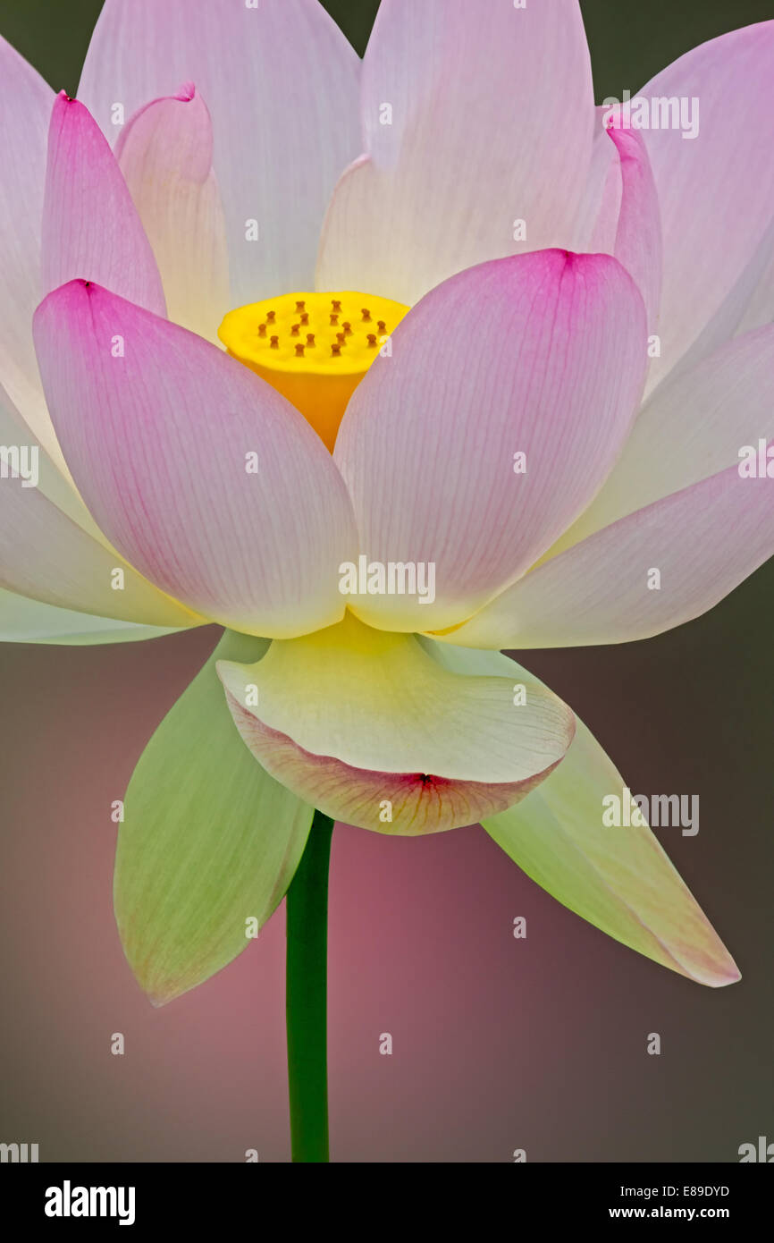 Sacred Lotus Blossom (Nelumbo Nucifera) Blüte gegen ein weiches Hintergrund. Die Heilige Lotusblume abgesehen von einem schönen aquatischen Pflanze, es wurde in Ostasien seit mehr als 3000 Jahren kultiviert und hat als Nahrung und Medizin verwendet worden. Stockfoto