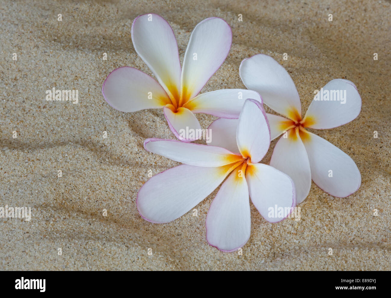Hawaiian Tropical Plumeria Frangipani (Common Name) ist eine Gattung von Blütenpflanzen in der Familie, dogbane Apocynaceae. Diese besonderen Blüten sind weiss und rosa mit hellen Gelb in der Mitte und Sitzen oben am Strand sand.. Plumerias sind tropische Bäume, berühmt für ihre wunderschönen Blüten, die verwendet werden, um Leis (floralen Girlanden). Stockfoto