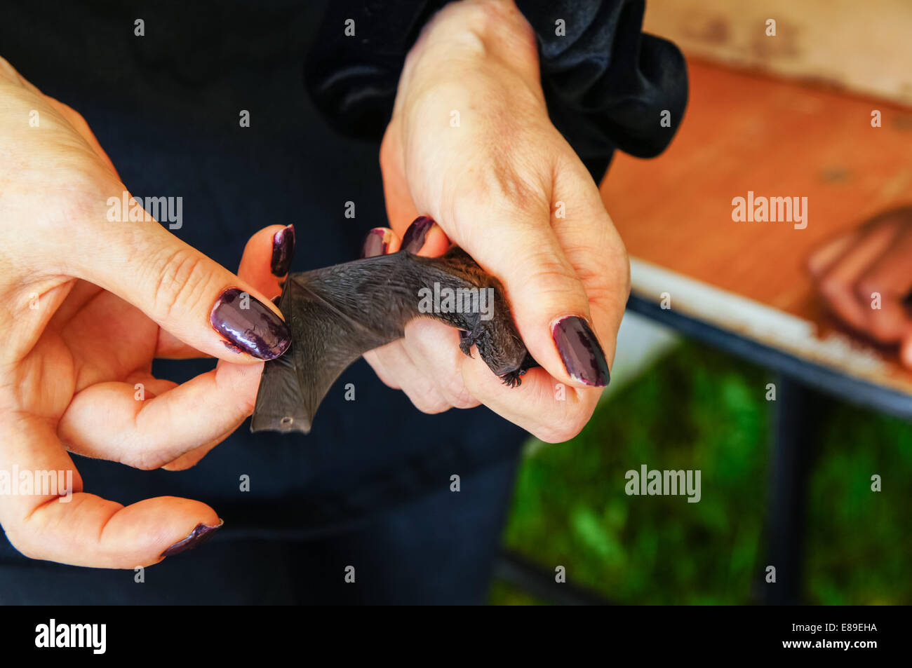Common pipistrelle in der Handfläche gehalten, Großbritannien Stockfoto