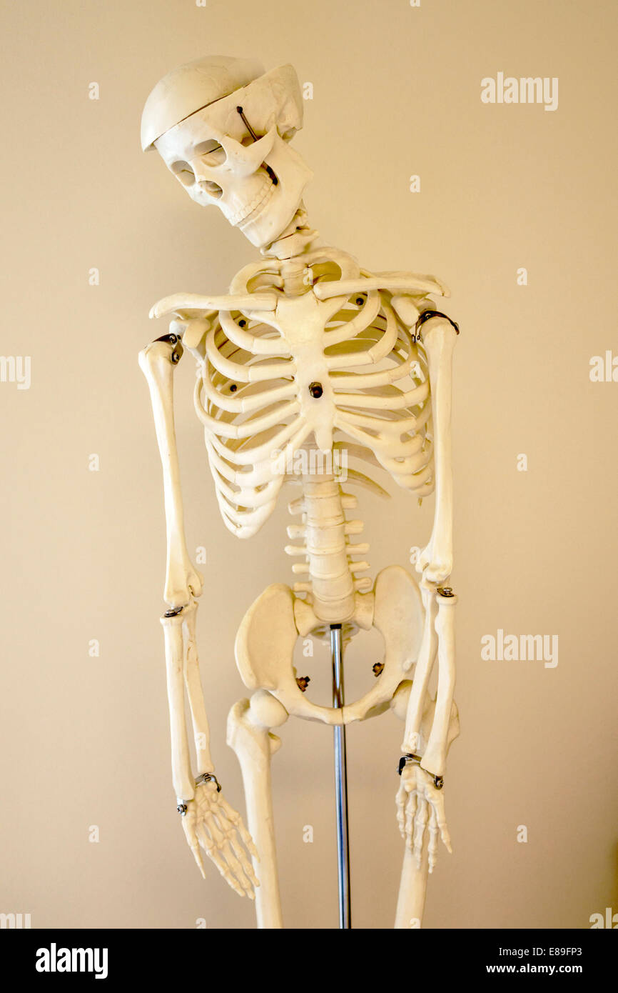 Miami Beach, Florida, Mount Mt. Sinai Medical Center, Zentrum, Krankenhaus, Mensch, Skelett, FL140420049 Stockfoto