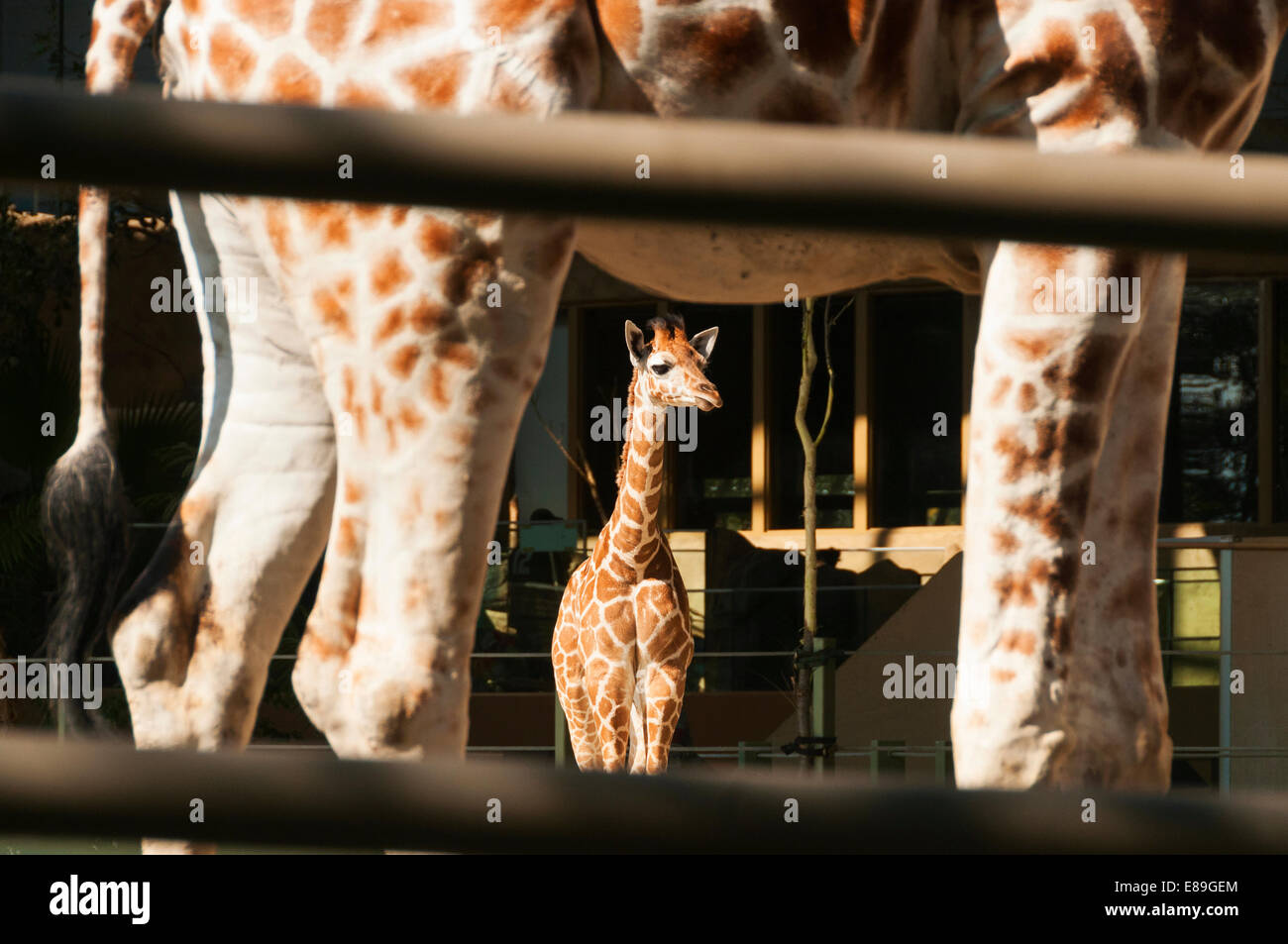 Elk203-6365 Kanada, Alberta, Calgary, Calgary Zoo Giraffe Stockfoto