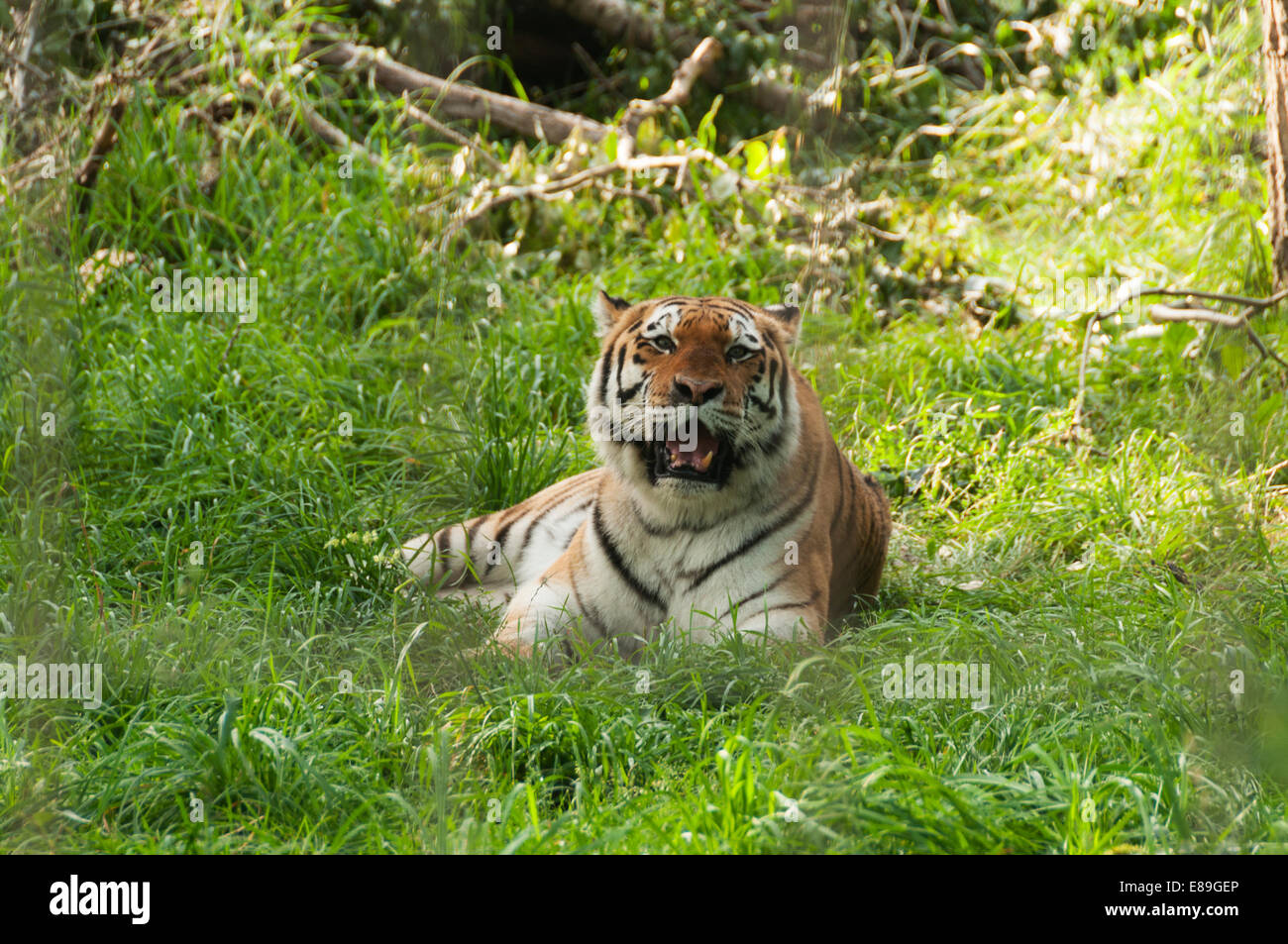 Elk203-6367 Kanada, Alberta, Calgary, Calgary Zoo Tiger Stockfoto