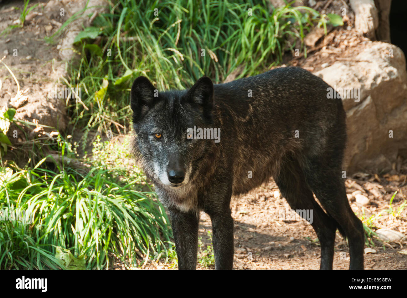 Elk203-6369 Kanada, Alberta, Calgary, Calgary Zoo, Wolf Stockfoto