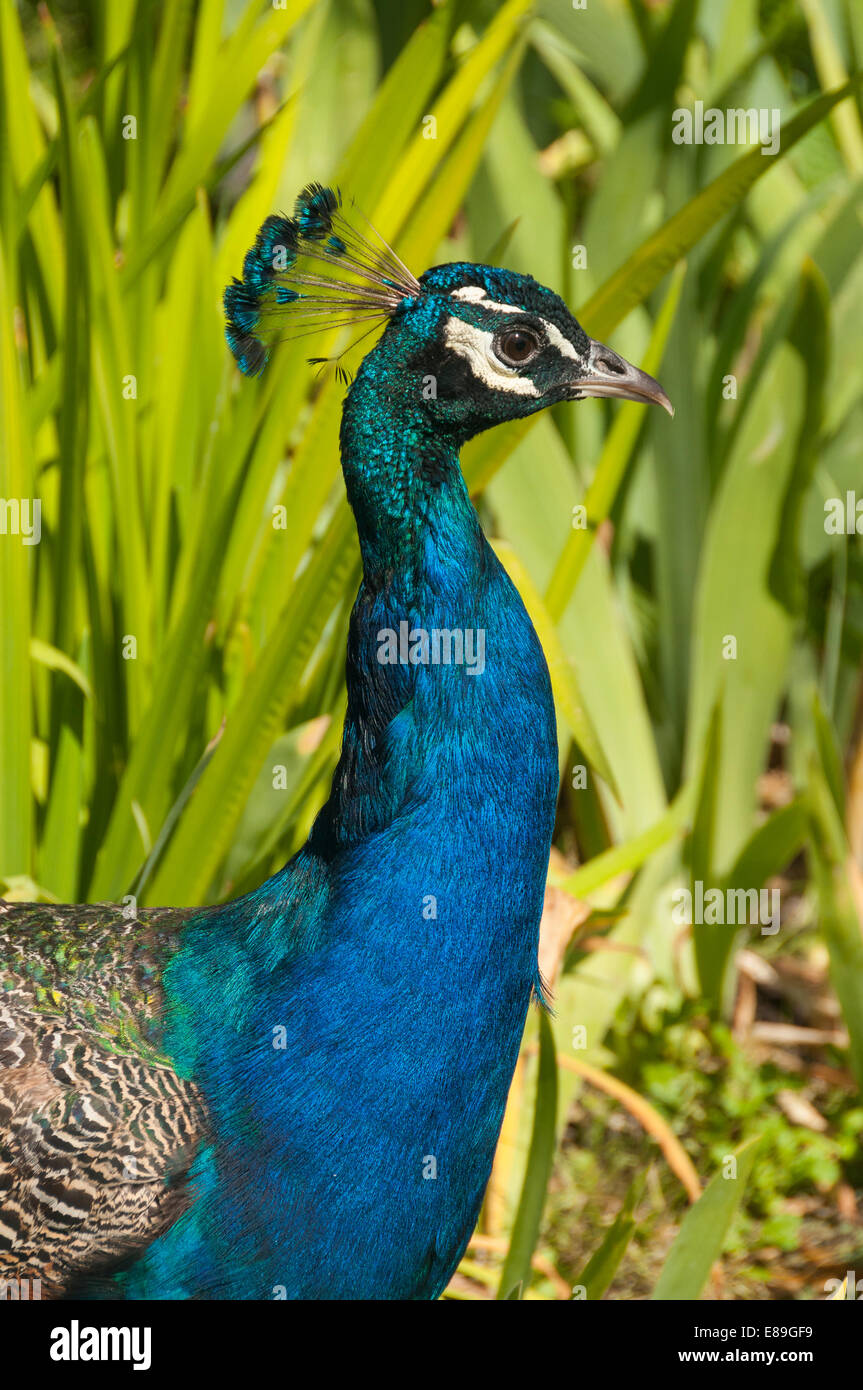Elk203-6372v Kanada, Alberta, Calgary, Calgary Zoo, Pfau Stockfoto