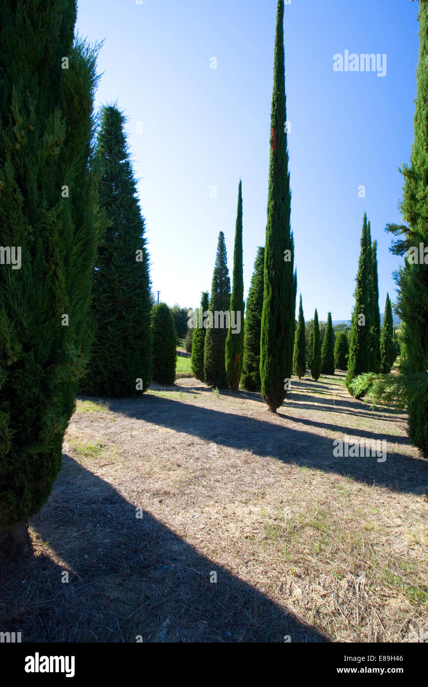Cypress in Chiusi, Toskana Stockfoto