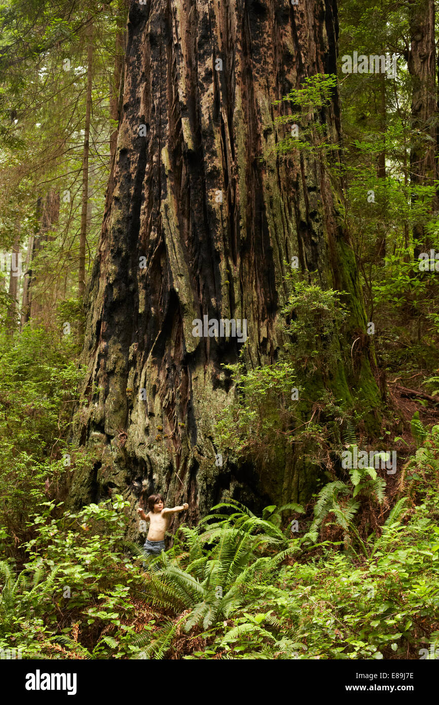 Jungen stehen vor riesigen Redwood-Baum Stockfoto