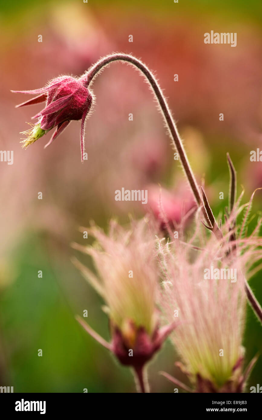 Prairie Rauch Blumen, Geum Triflorum. ist eine Feder mehrjährige krautige  Pflanze von Nordamerika von Nordkanada bis Neff Stockfotografie - Alamy