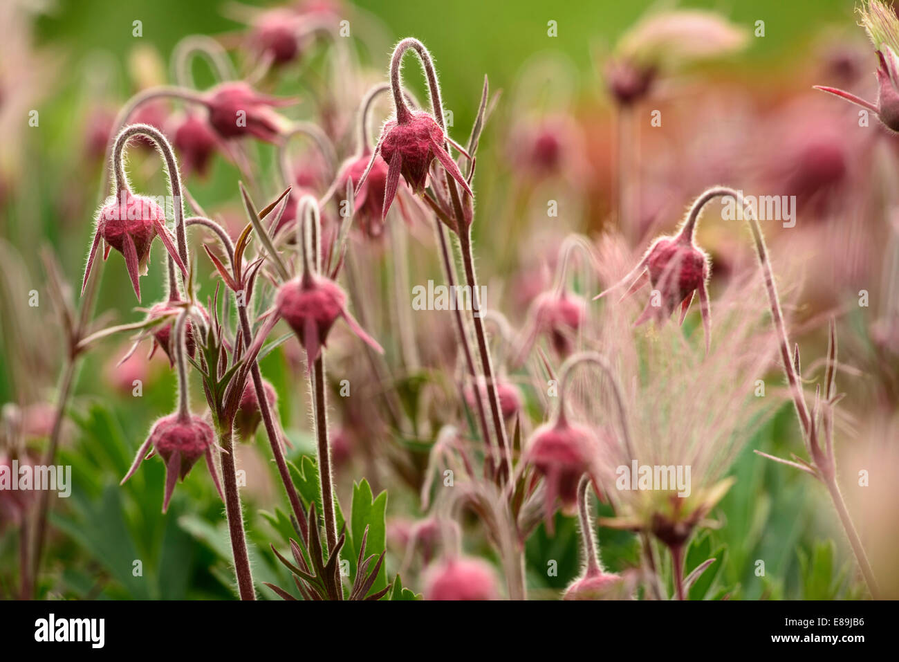 Prairie Rauch Blumen, Geum Triflorum. ist eine Feder mehrjährige krautige Pflanze von Nordamerika von Nordkanada bis Neff Stockfoto