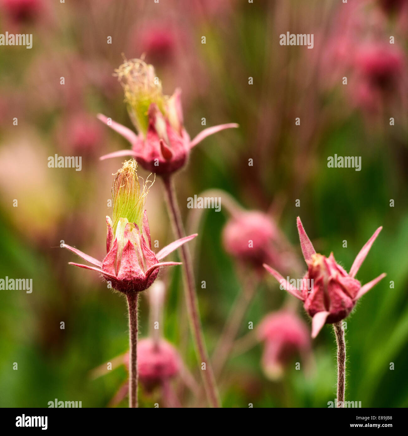 Prairie Rauch Blumen, Geum Triflorum. ist eine Feder mehrjährige krautige Pflanze von Nordamerika von Nordkanada bis Neff Stockfoto
