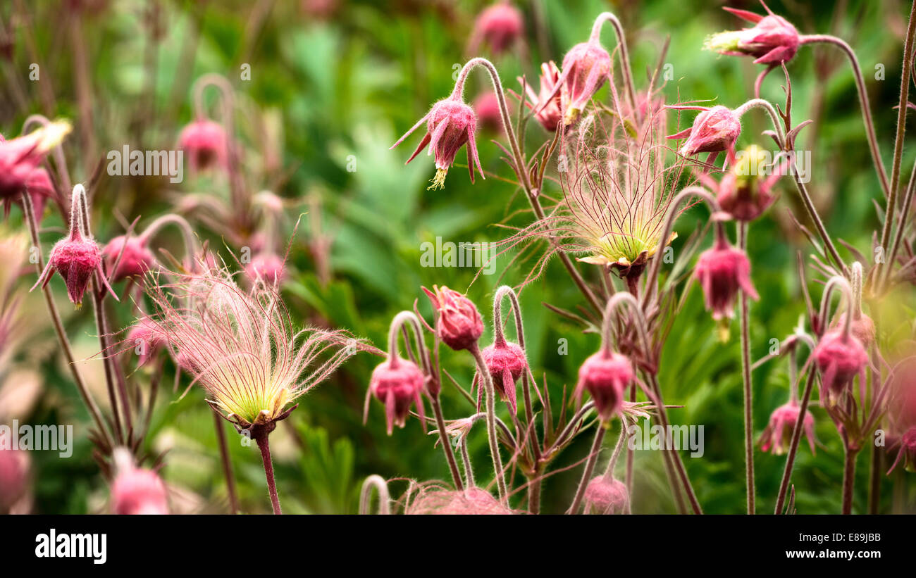 Prairie Rauch Blumen, Geum Triflorum ist eine Feder mehrjährige krautige Pflanze Stockfoto