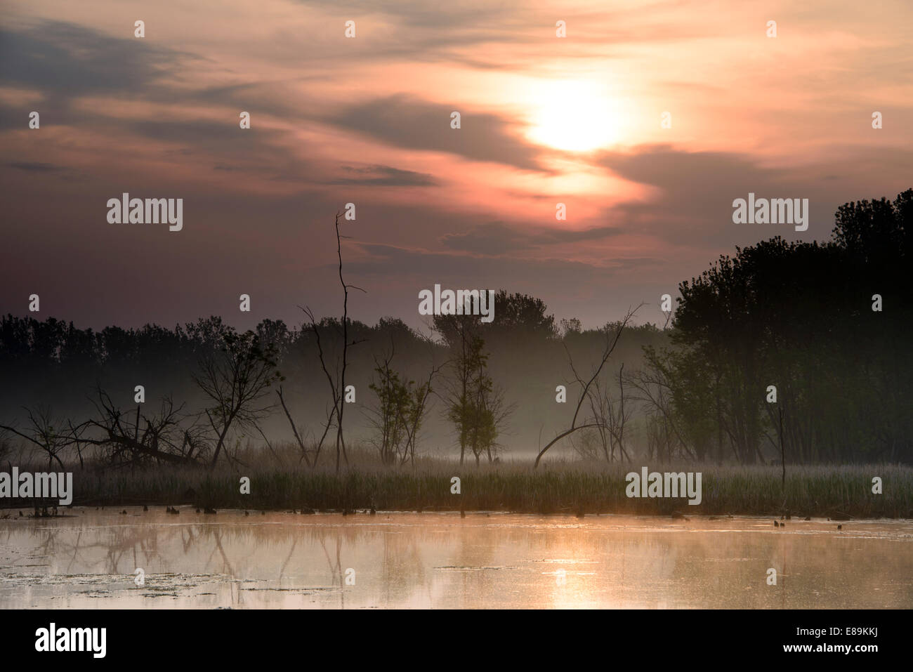 Nebligen Morgen in der schwarze Hund Einheit von Minnesota Valley National Wildlife Refuge. Stockfoto