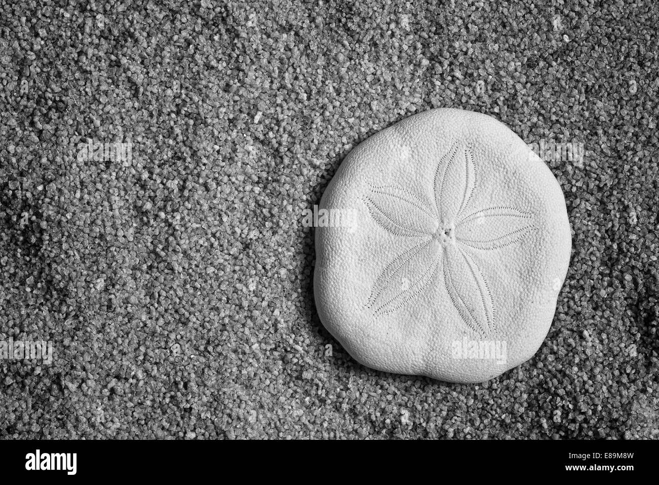 Sanddollar am Sandstrand Stockfoto