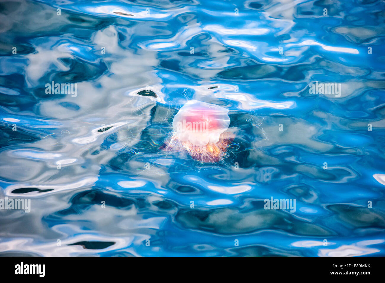 Quallen Schwimmen im Hafen Seydisfjordur Island Stockfoto