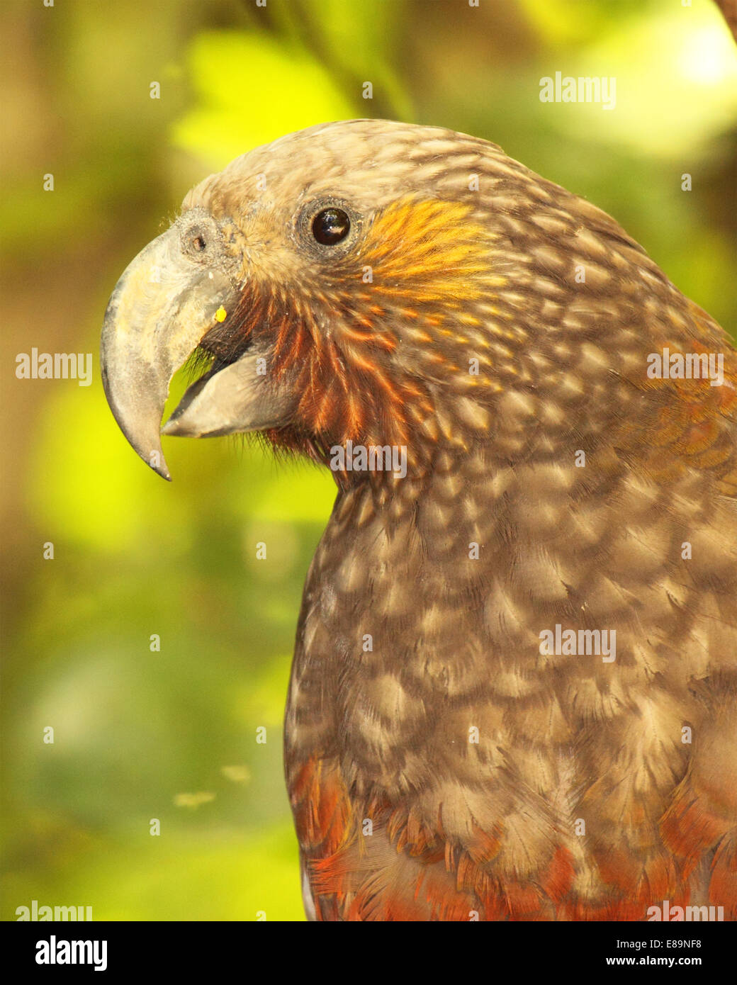 Ein Aufruf in einem grünen Wald Kaka. Stockfoto