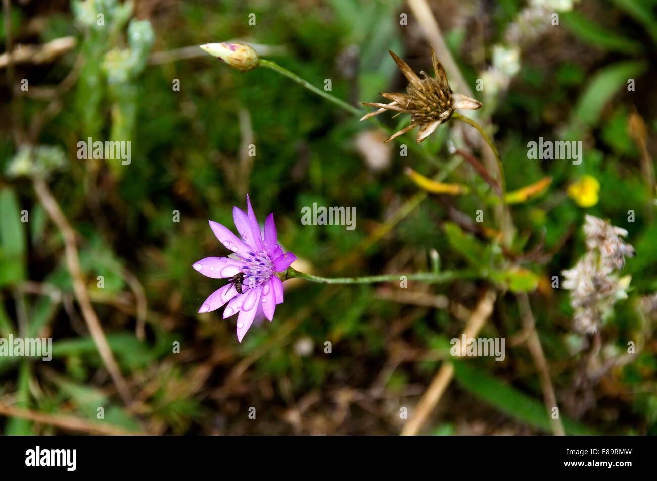 Schöne Berg Gänseblümchen Blume mit Regen Tropfen Stockfoto