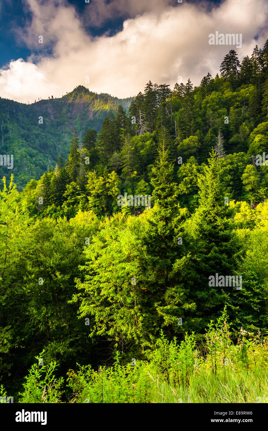 Abendlicht auf die Smokies, gesehen von einem Aussichtspunkt an der Newfound Gap Road in Great Smoky Mountains National Park, Tennessee. Stockfoto