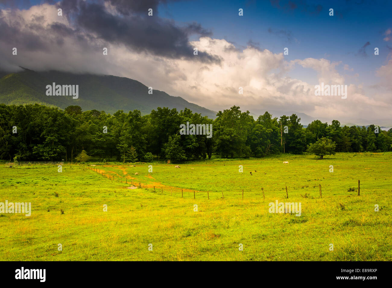 Feld und Berge von Cade Cove, Great Smoky Mountains National Park, Tennessee. Stockfoto