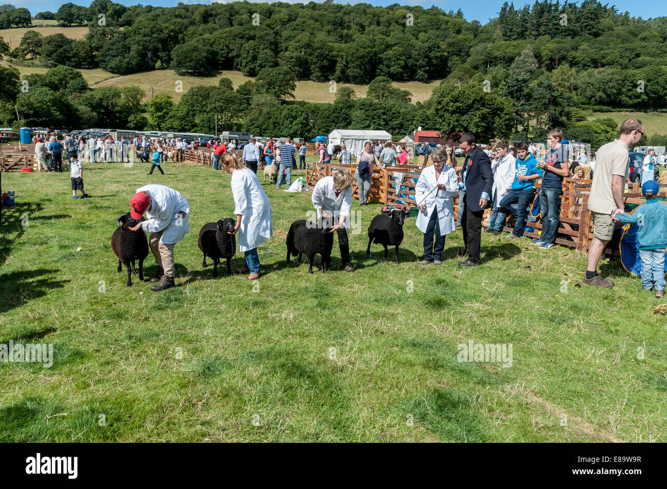 Eglwysbach landwirtschaftliche Messe 2014 Nord-Wales Stockfoto