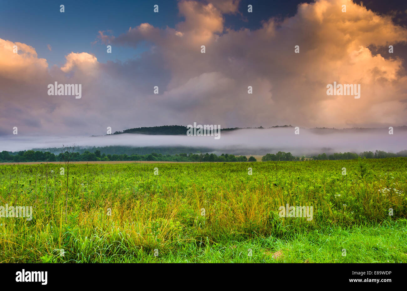 Nebel bei Sonnenaufgang, Cade Cove, Great Smoky Mountains National Park, Tennessee. Stockfoto